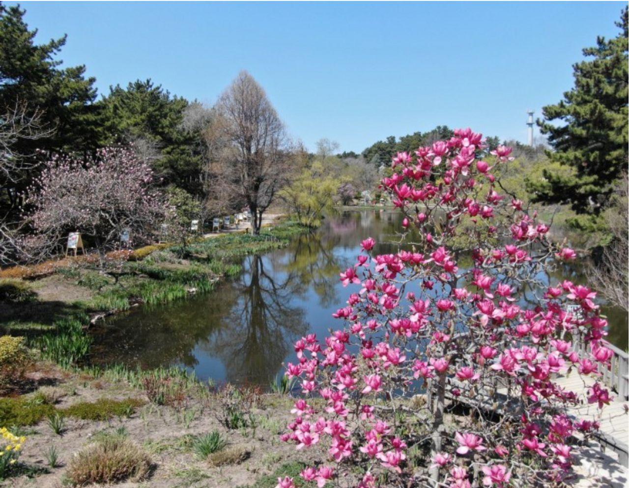 Visite du festival Taean Magnolia 2