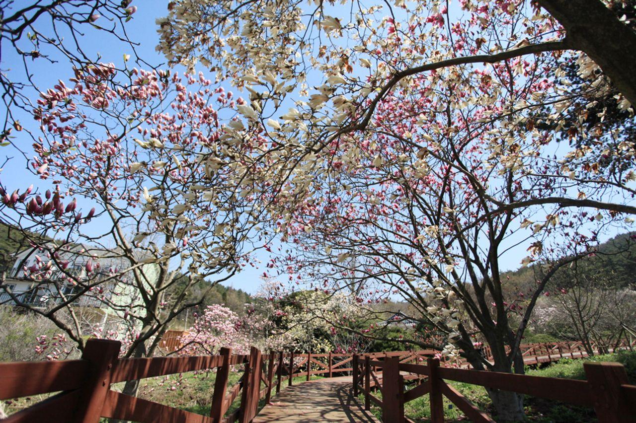 Visite du festival Taean Magnolia 1
