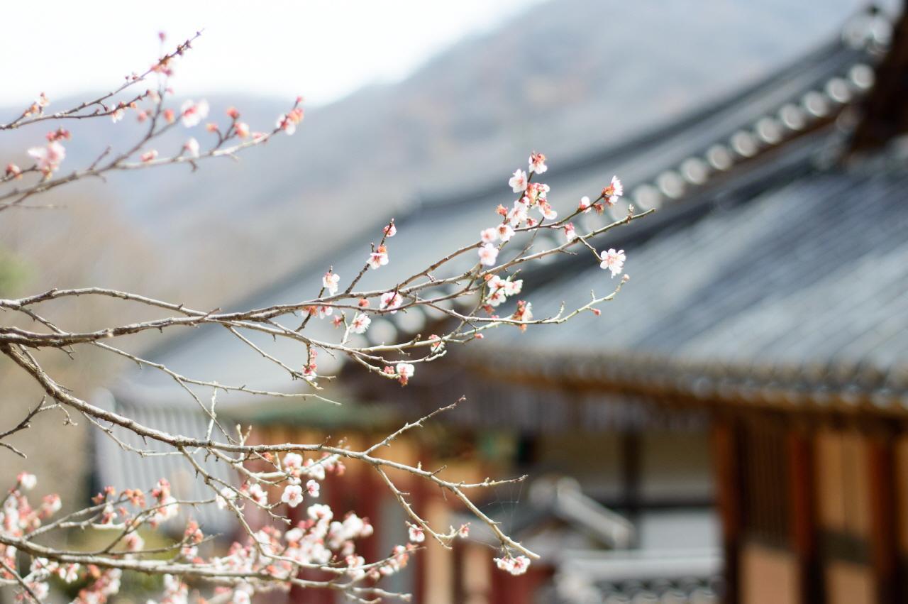 Salle d'expérience du thé nature image 5