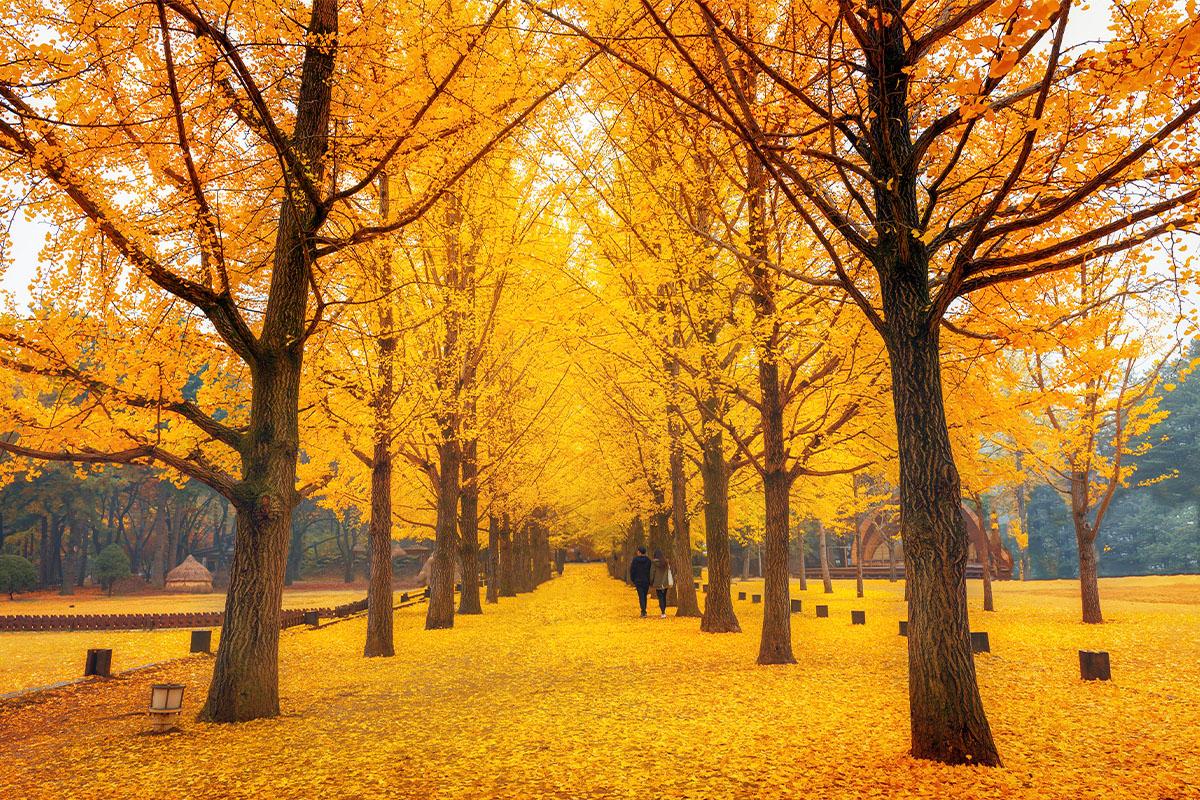 Nami Island Round-Trip Shuttle Bus | Seoul Departure