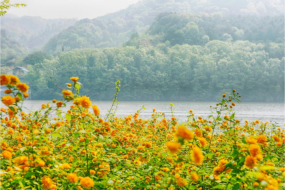 Nami Island Round-Trip Shuttle Bus | Seoul Departure