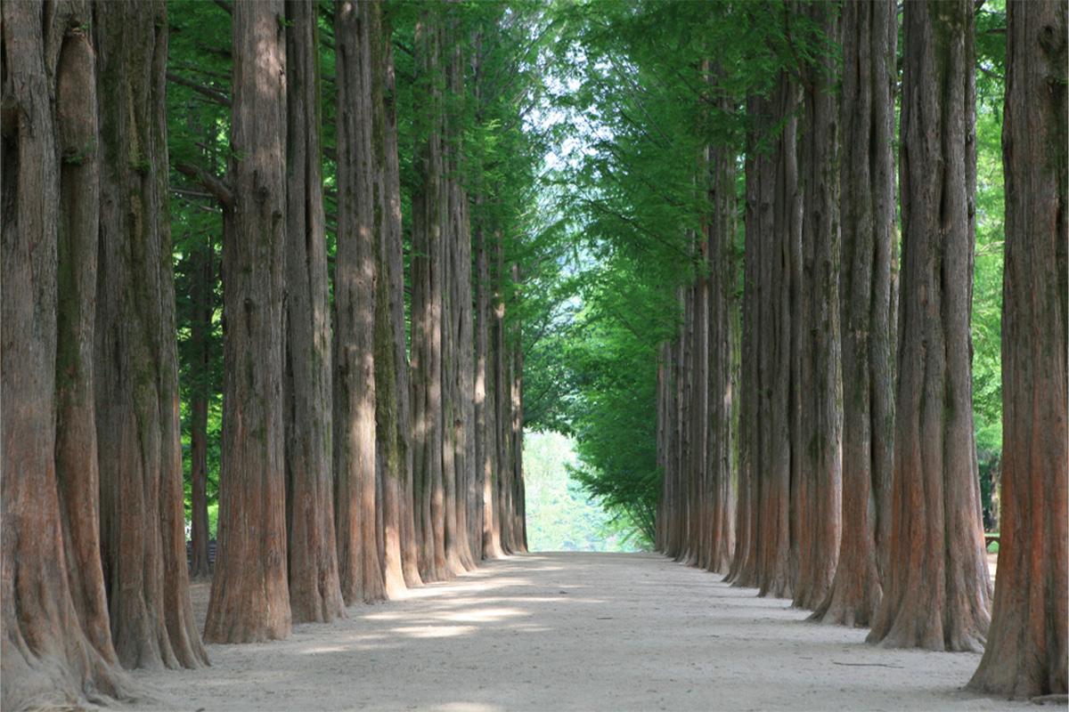Nami Island Round-Trip Shuttle Bus | Seoul Departure