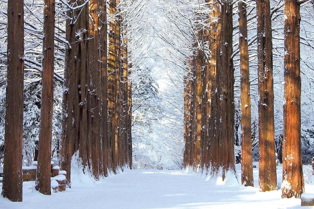 Nami Island Round-Trip Shuttle Bus | Seoul Departure