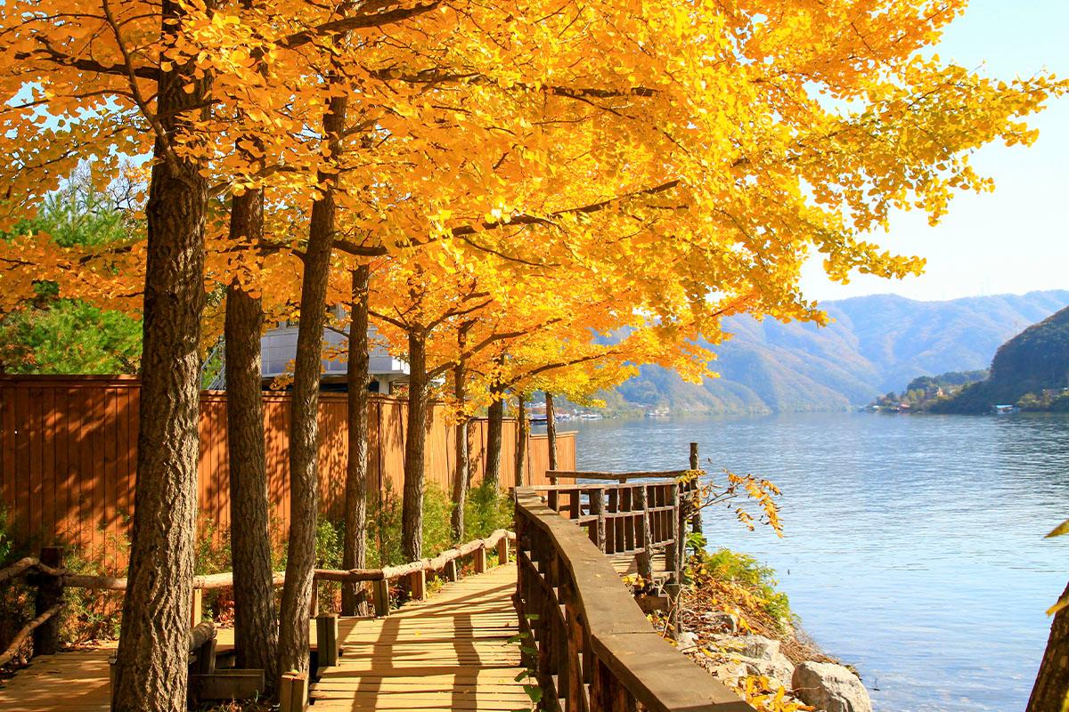 Nami Island Round-Trip Shuttle Bus | Seoul Departure