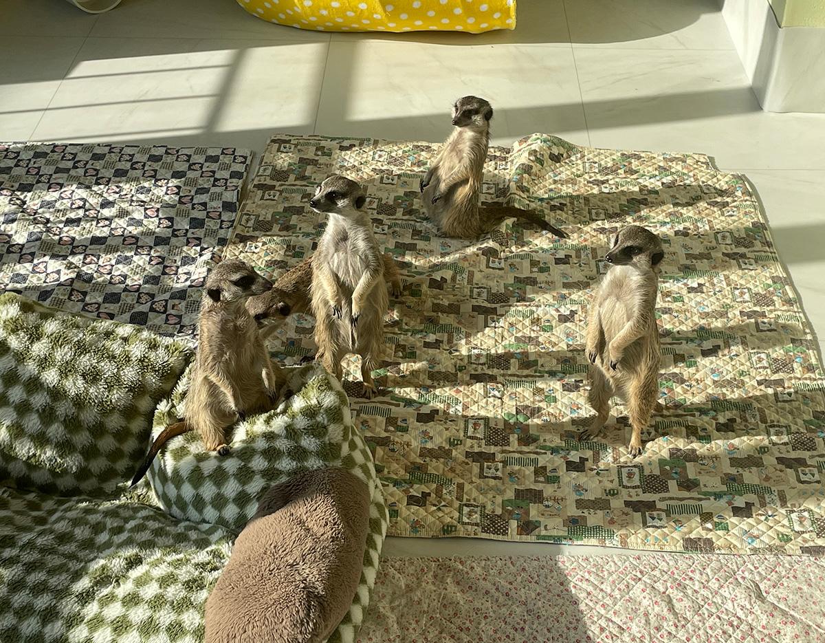  meerkat