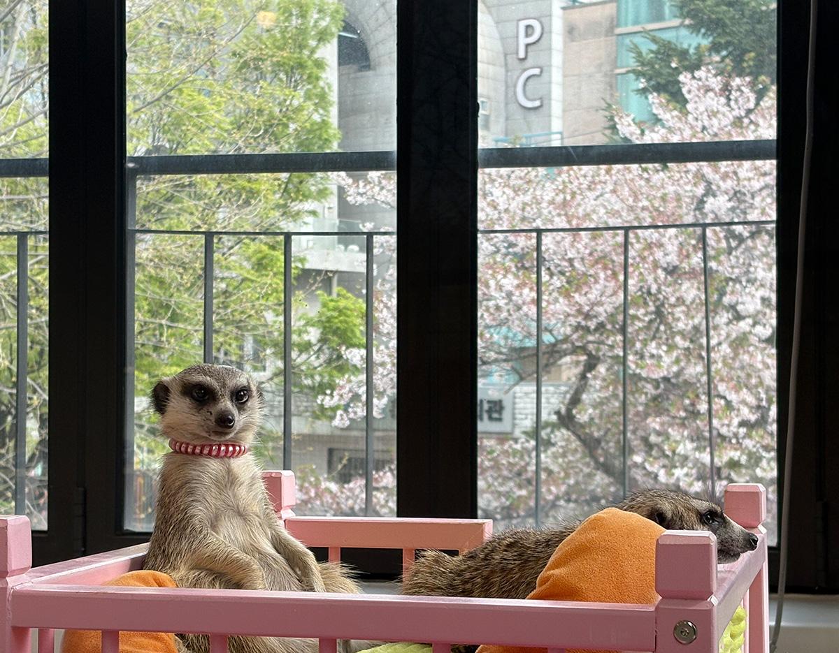  meerkat