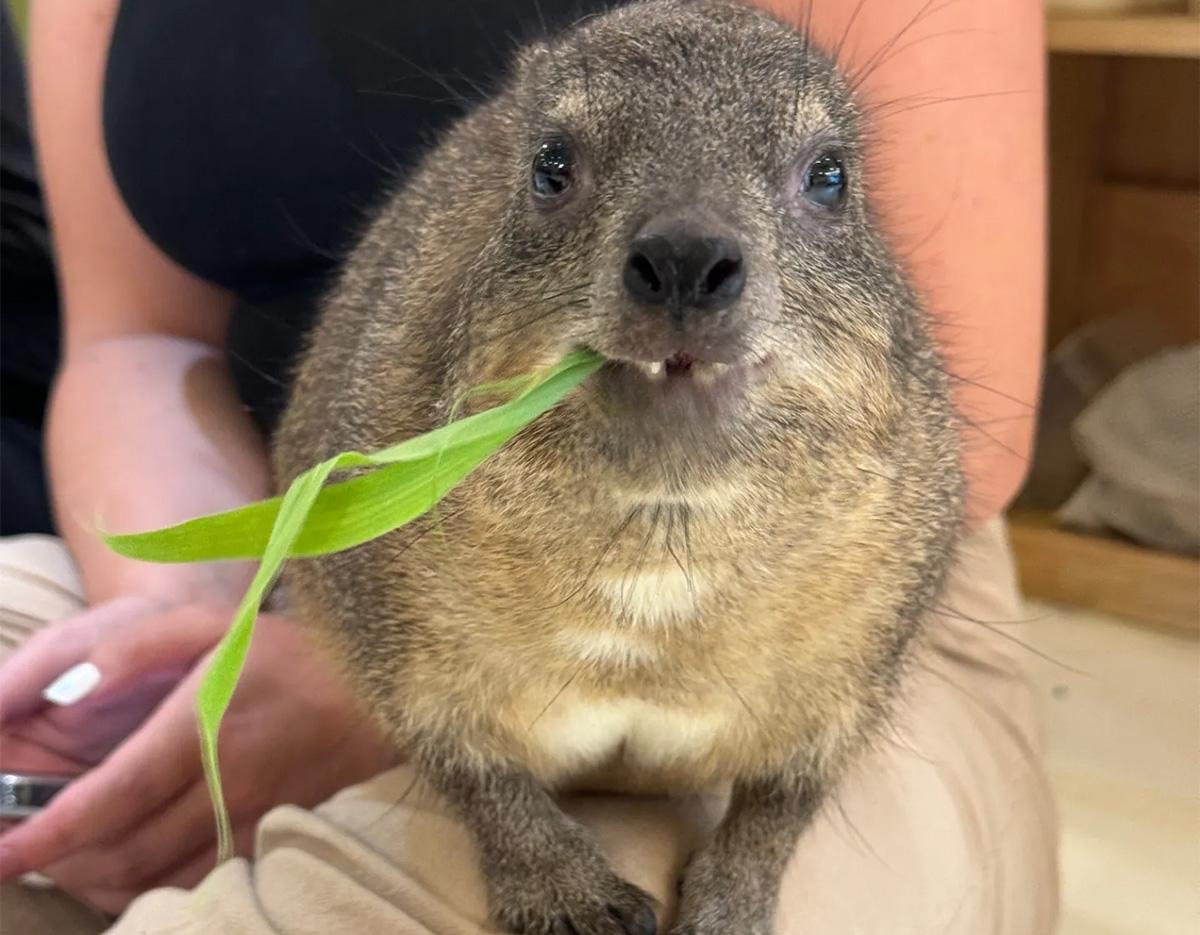  meerkat