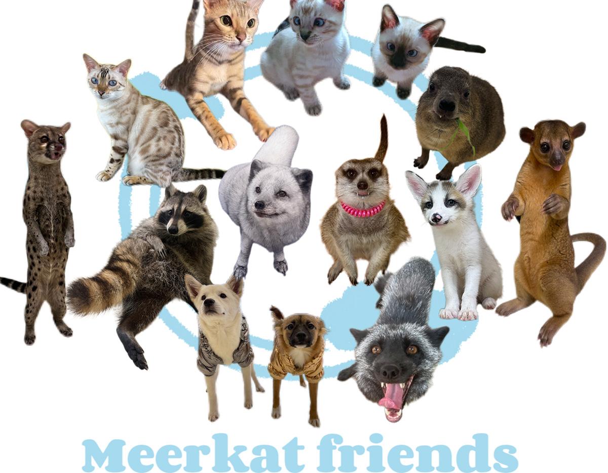  meerkat