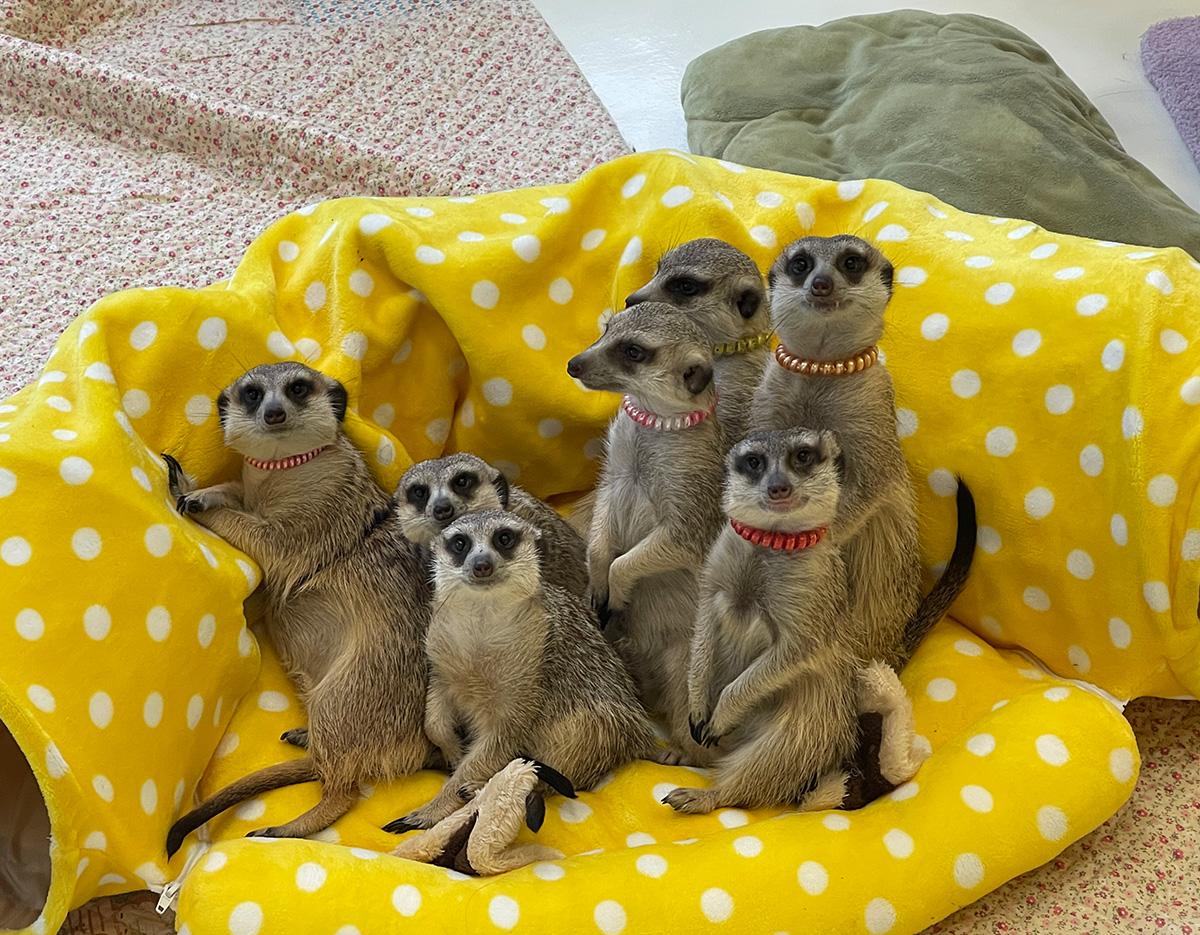  meerkat