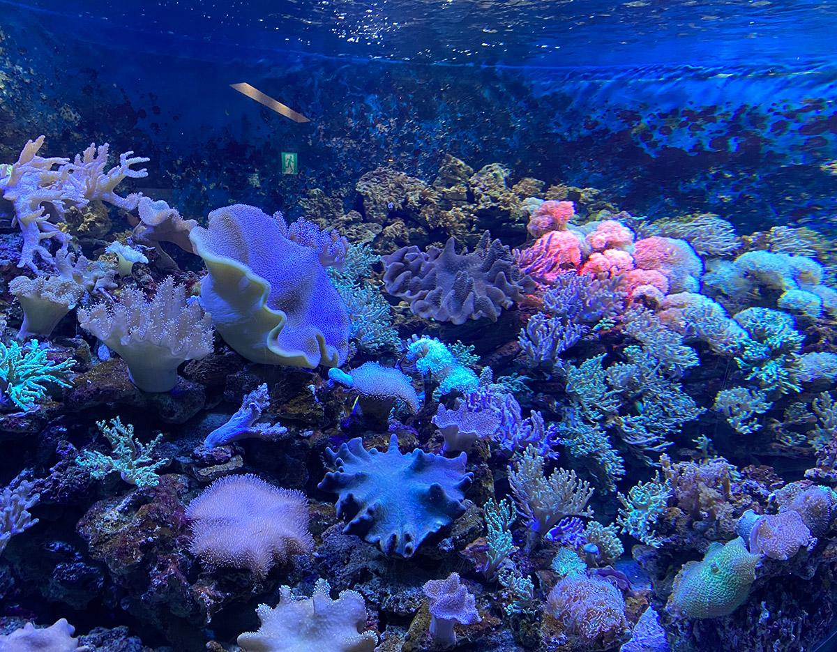 LOTTE World + Aquarium
