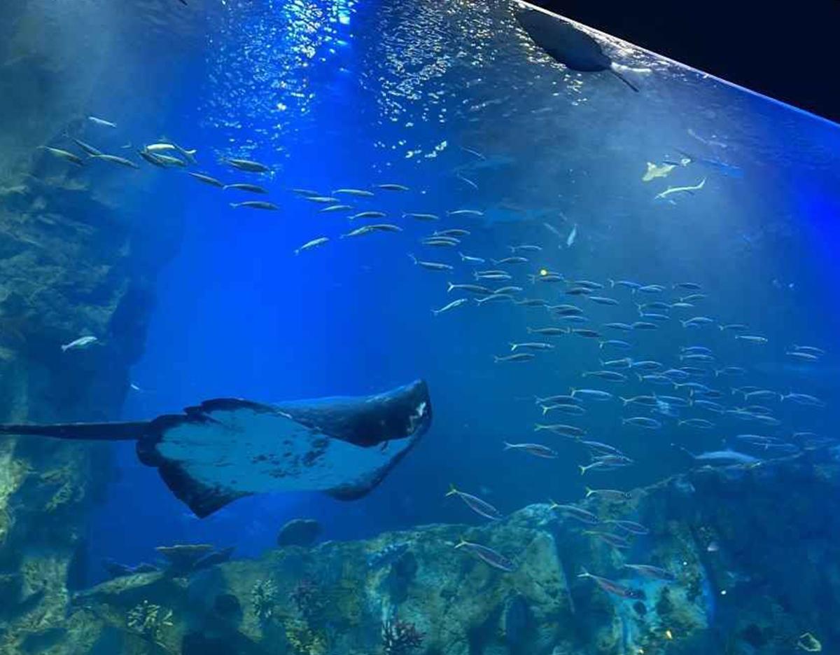 LOTTE World + Aquarium