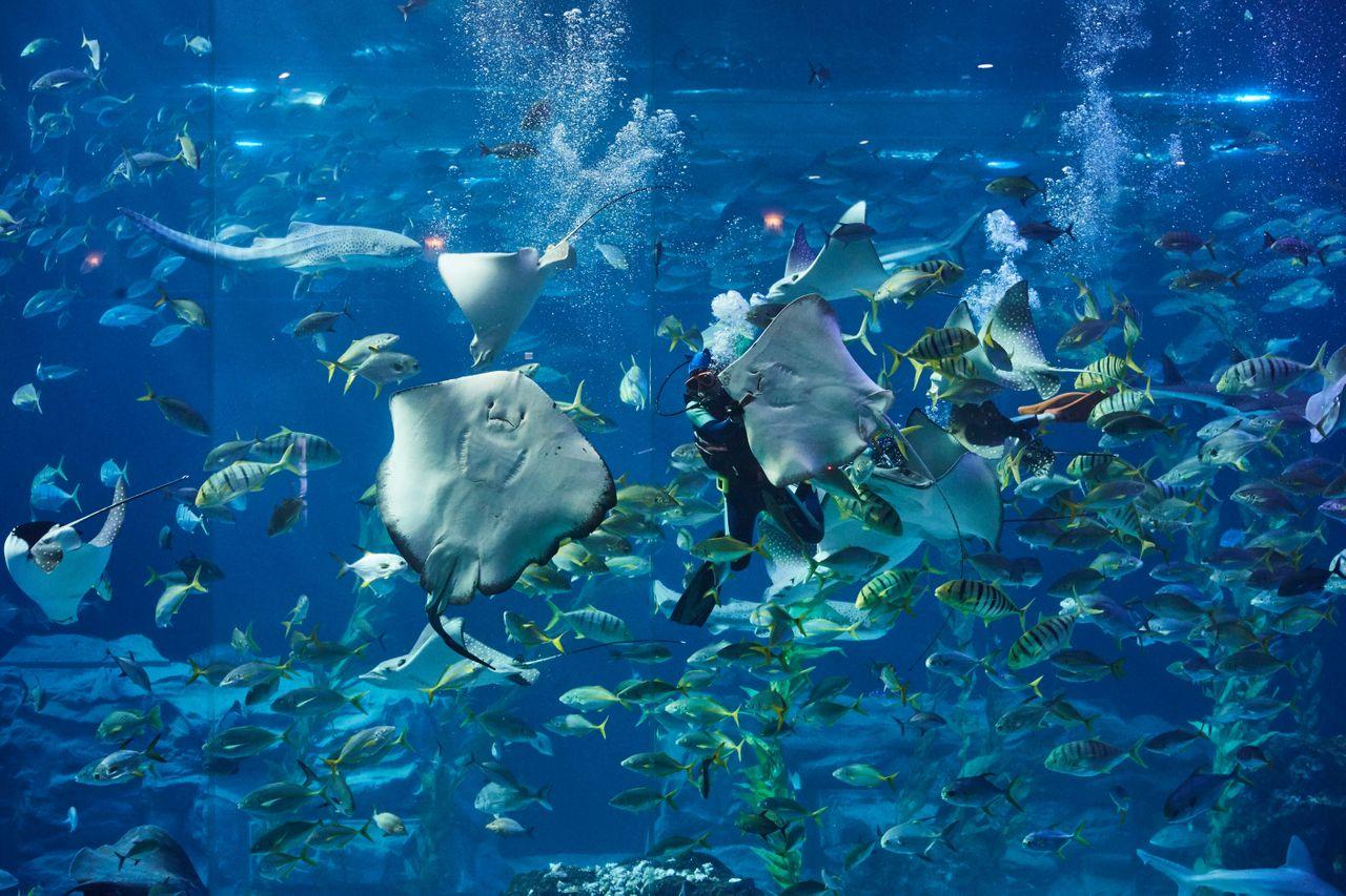 済州アクアプラネット｜ご家族で楽しむ海洋動物ツアー