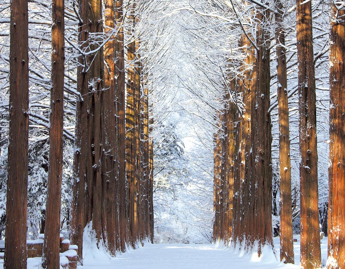 Elysian Gangchon Winter Ski + Nami Island Day Tour from Seoul