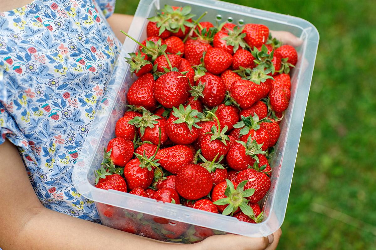 Strawberry Picking
