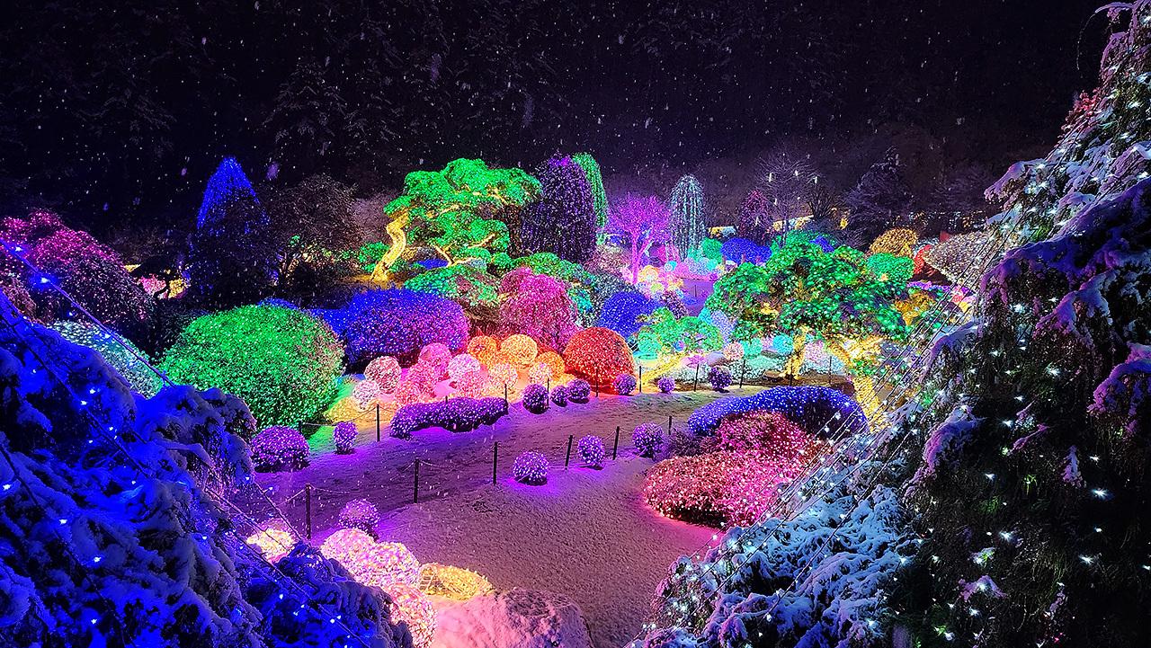 The Garden of Morning Calm at night in winter, snow-covered shrubs and trees lit in rainbow colors for the lighting festival