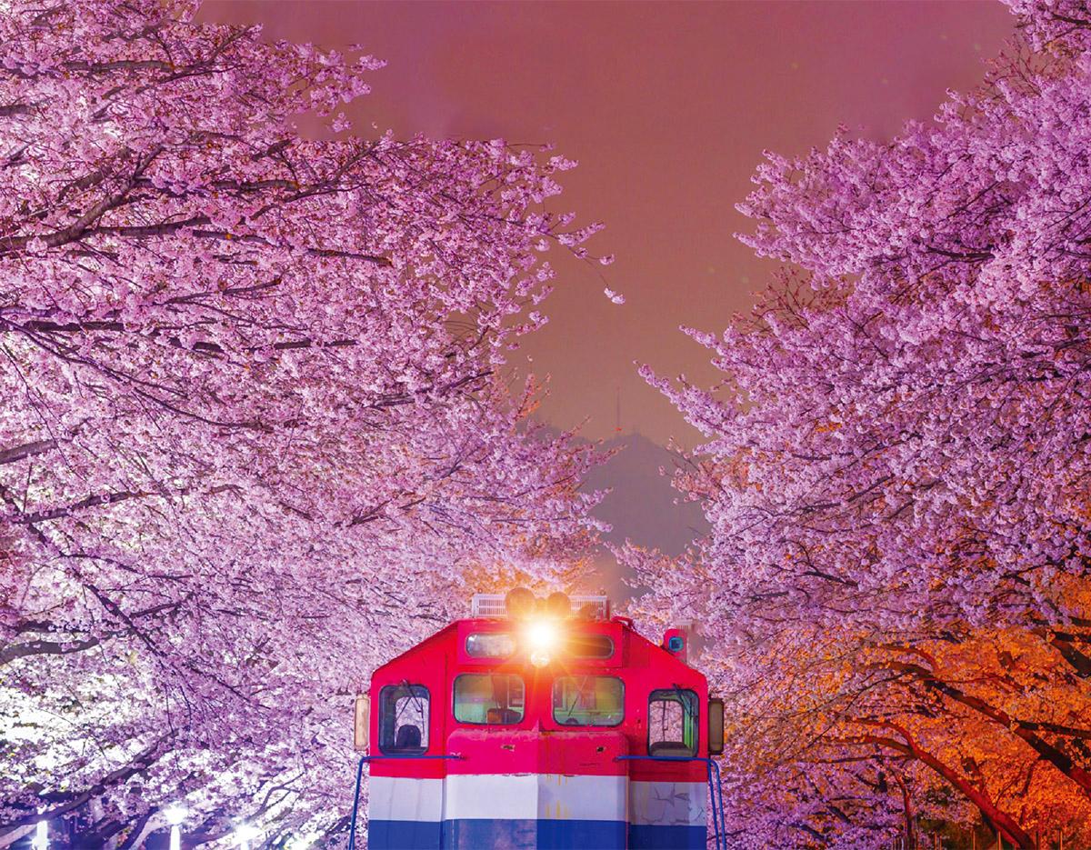 Jinhae Gunhangje Cherry Blossoms Festival Day Tour | Seoul/Busan Departure/Arrival