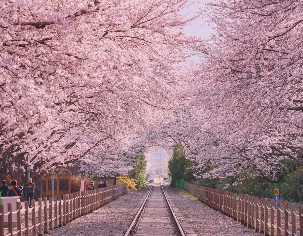 Jinhae Pink Cherry Blossom Festival Tour from SEOUL / BUSAN