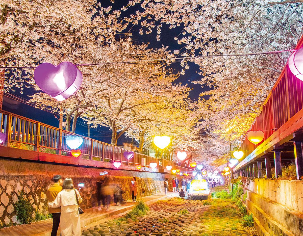 Jinhae Gunhangje Cherry Blossoms Festival Day Tour | Seoul/Busan Departure/Arrival