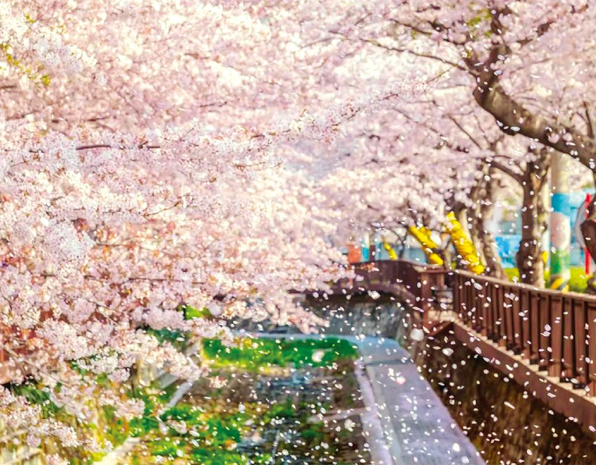Jinhae Gunhangje Cherry Blossoms Festival Day Tour | Seoul/Busan Departure/Arrival