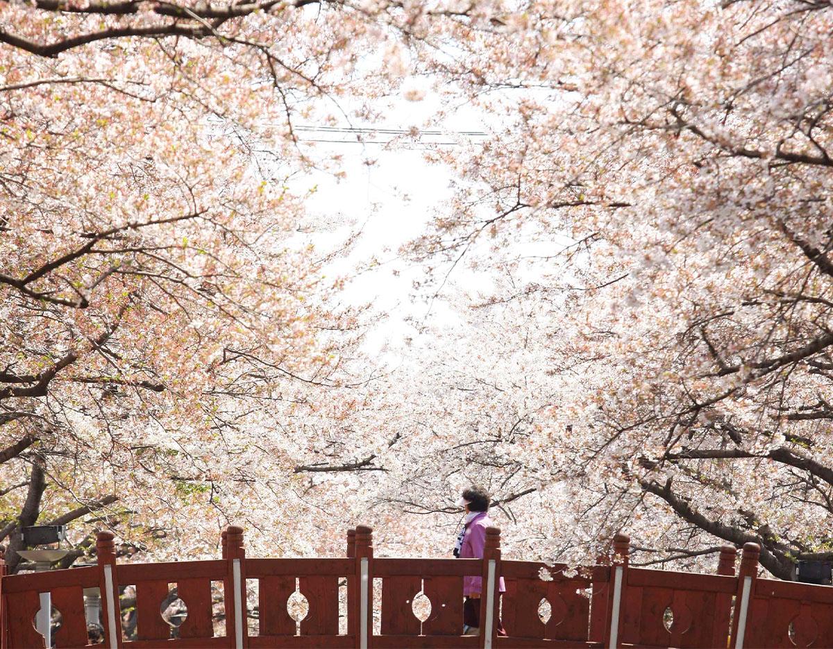 Jinhae Gunhangje Cherry Blossoms Festival Day Tour | Seoul/Busan Departure/Arrival