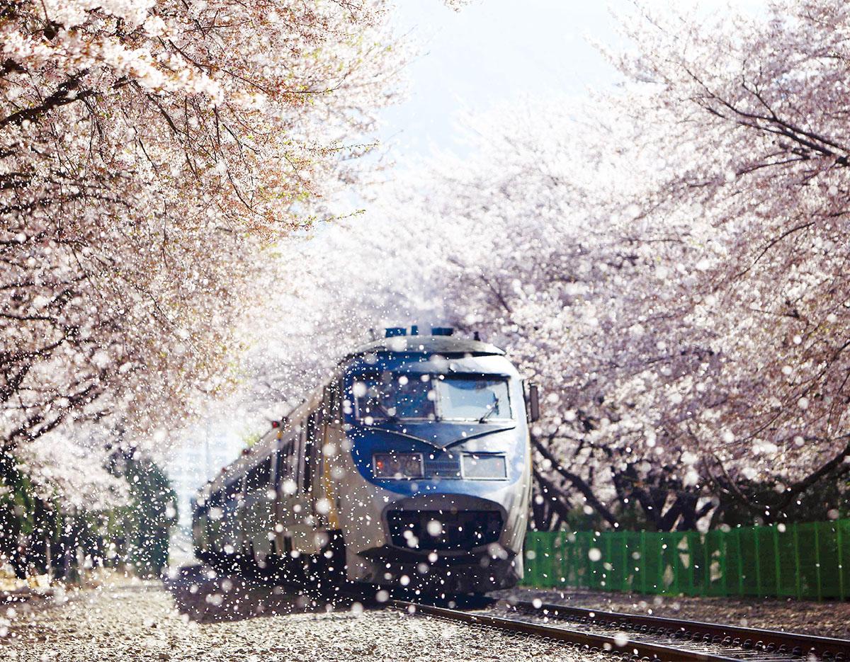Jinhae Gunhangje Cherry Blossoms Festival Day Tour | Seoul/Busan Departure/Arrival