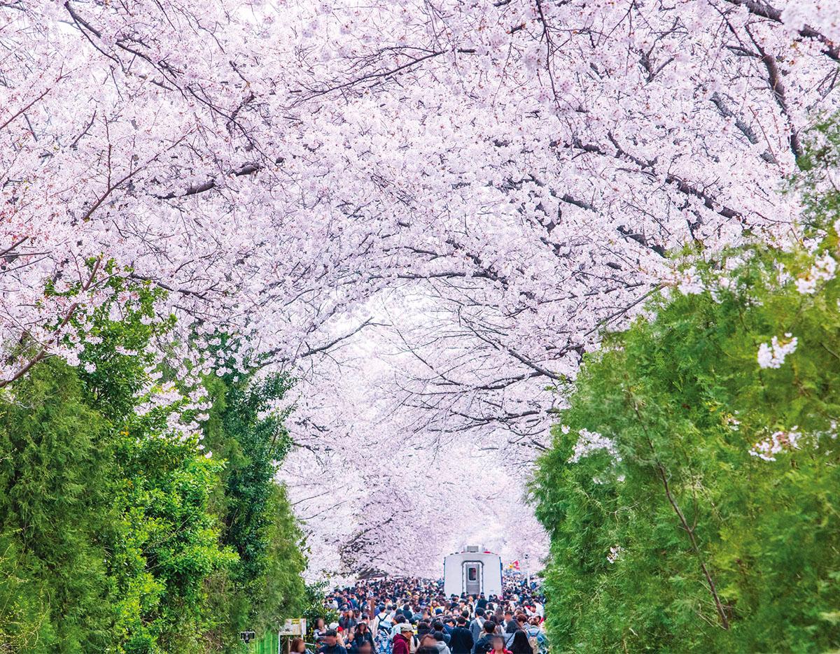Jinhae Gunhangje Cherry Blossoms Festival Day Tour | Seoul/Busan Departure/Arrival
