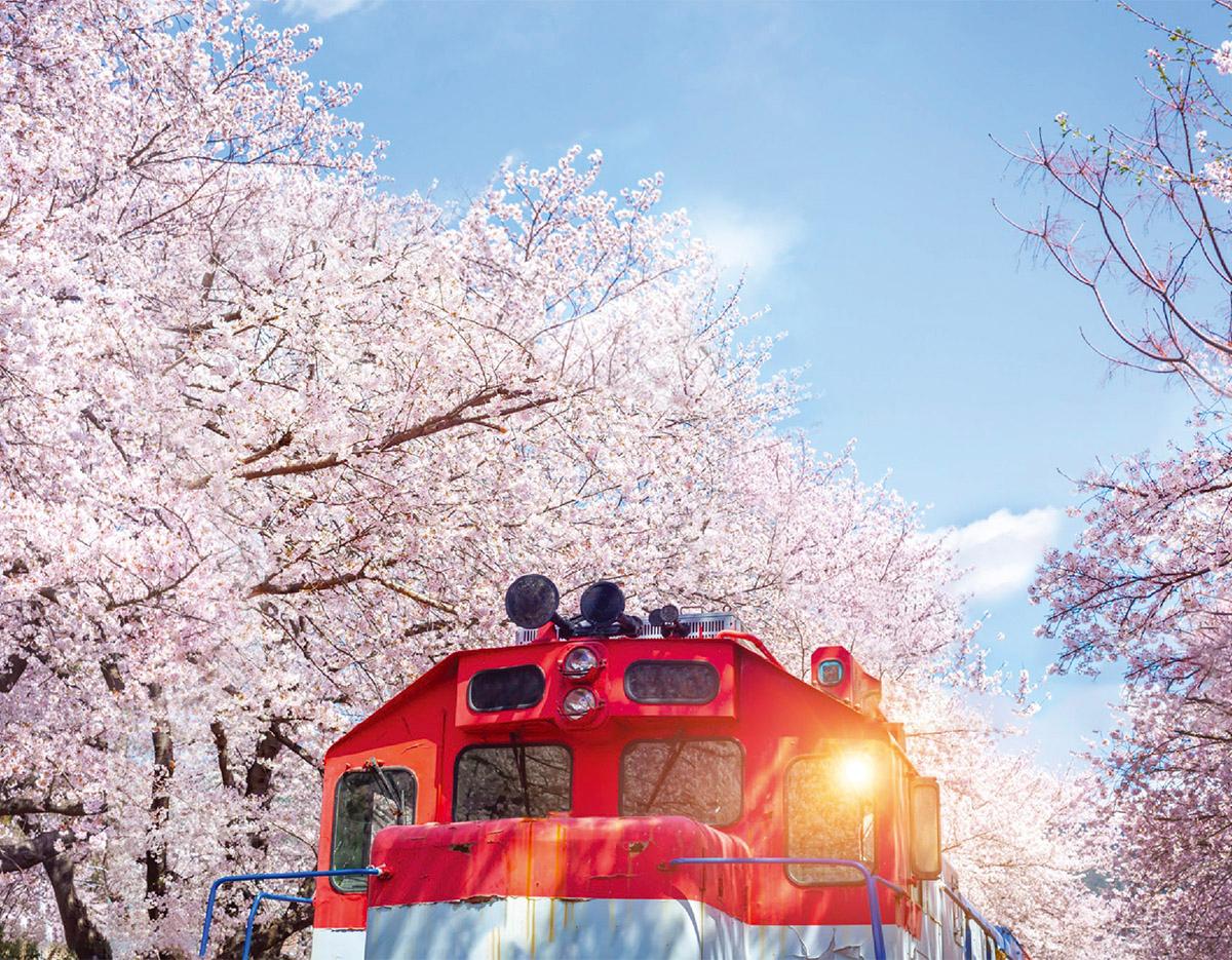 Jinhae Gunhangje Cherry Blossoms Festival Day Tour | Seoul/Busan Departure/Arrival