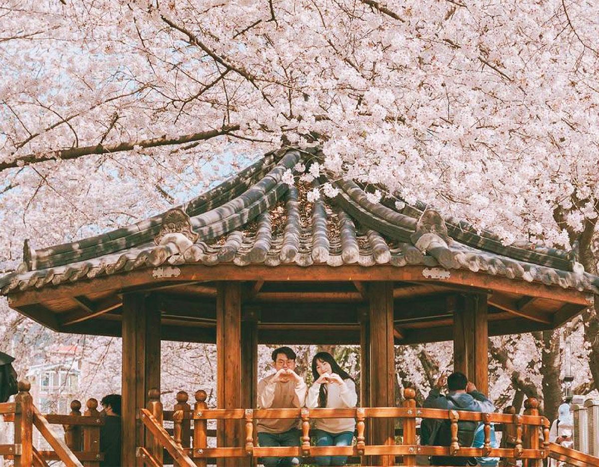 Jinhae Gunhangje Cherry Blossoms Festival Day Tour | Seoul/Busan Departure/Arrival