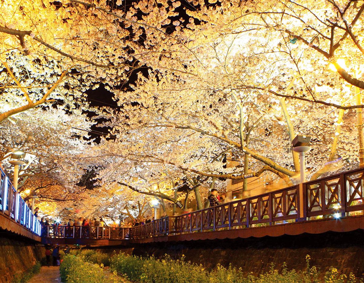 Jinhae Gunhangje Cherry Blossoms Festival Day Tour | Seoul/Busan Departure/Arrival