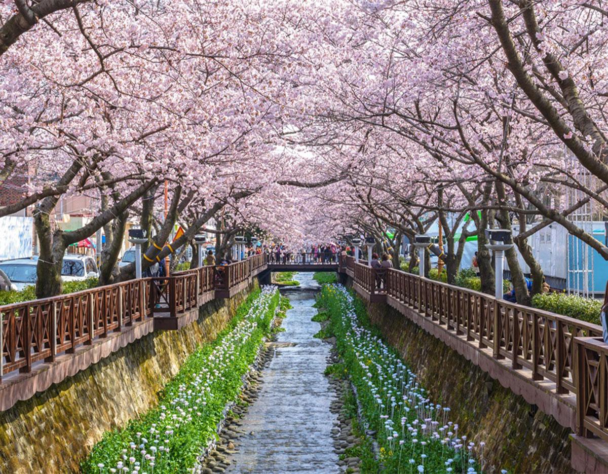 2025早鳥🌸鎮海軍港節賞櫻一日遊（釜山出發）-image