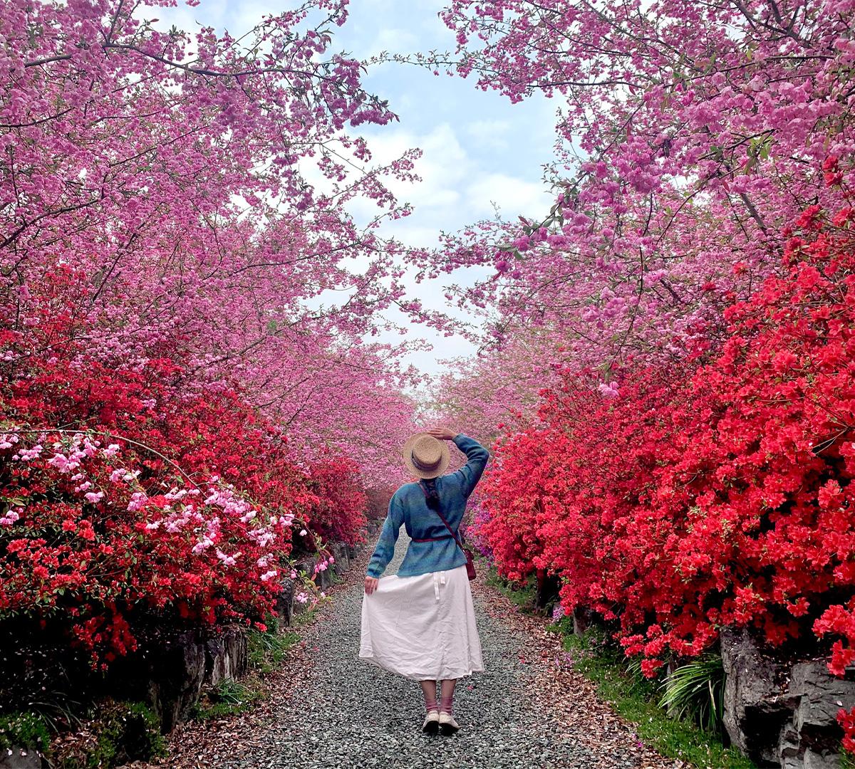 Cherry Blossom & Spring Flower Random Day Tour | Seoul Departure-image