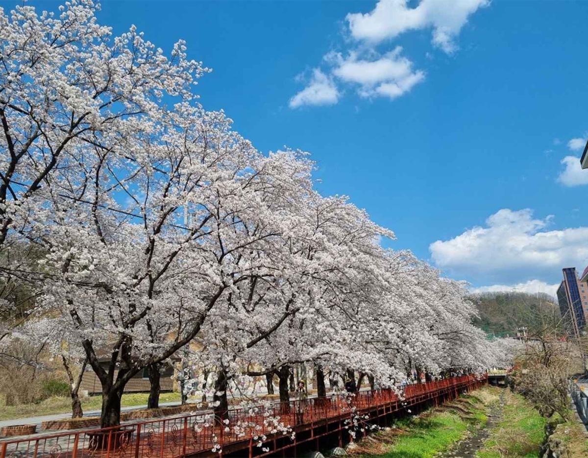 cherry blossom and spring flowers 