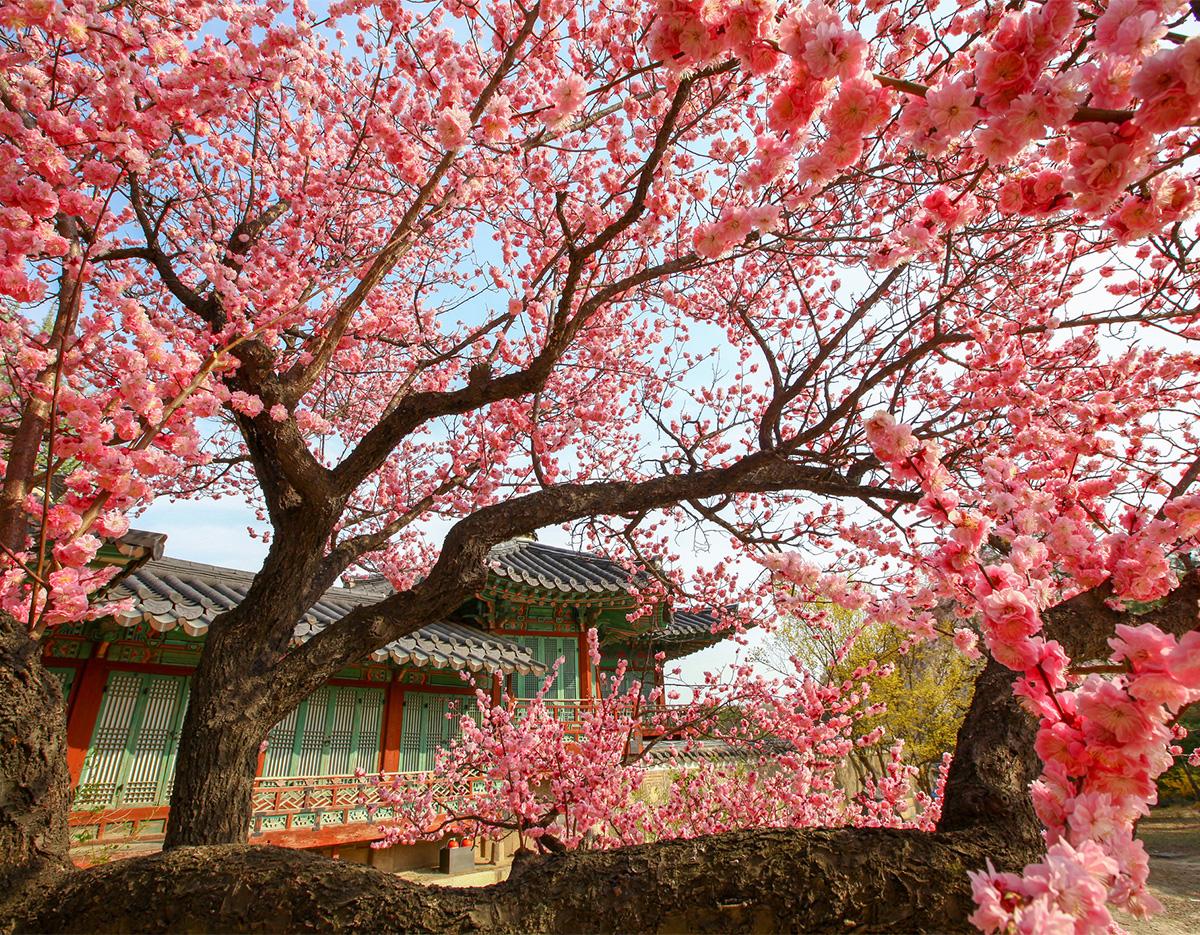 cherry blossom and spring flowers 