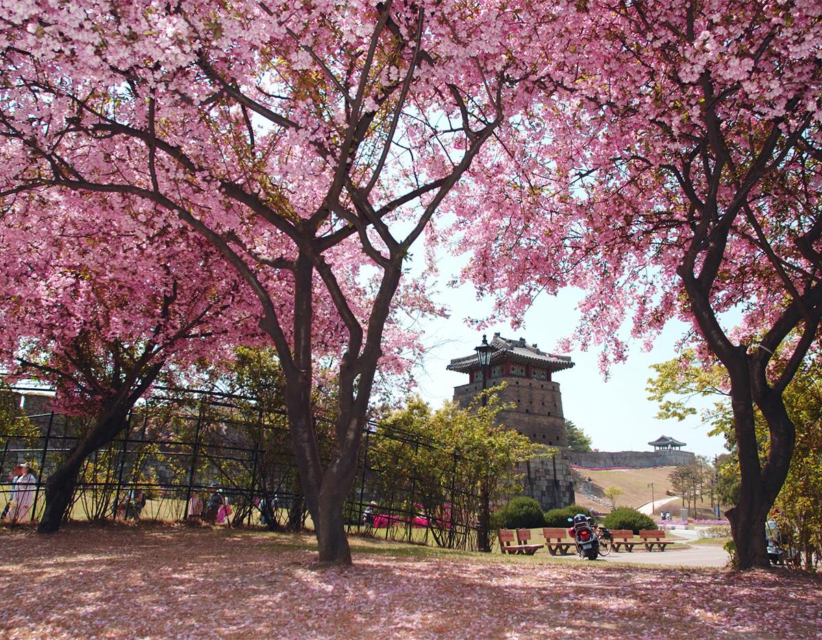 cherry blossom and spring flowers 