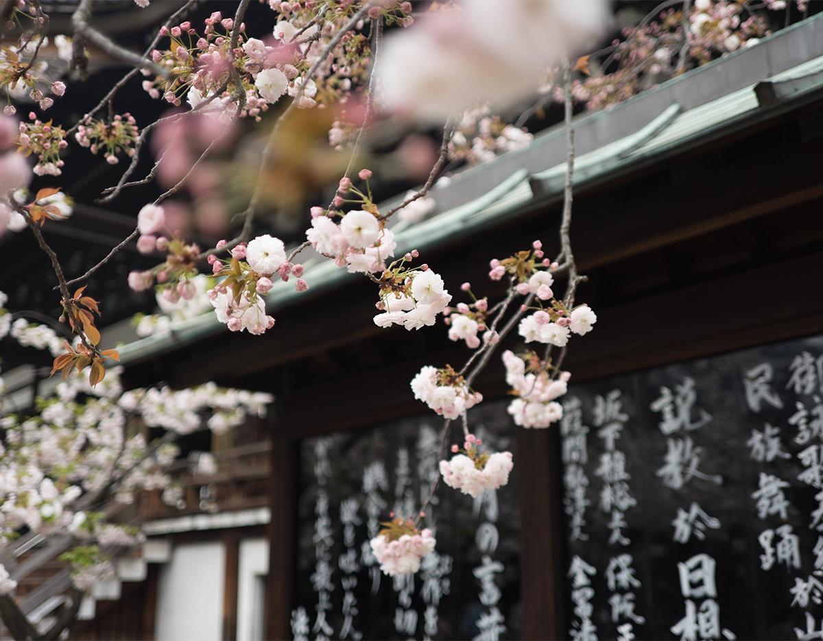 cherry blossom and spring flowers 