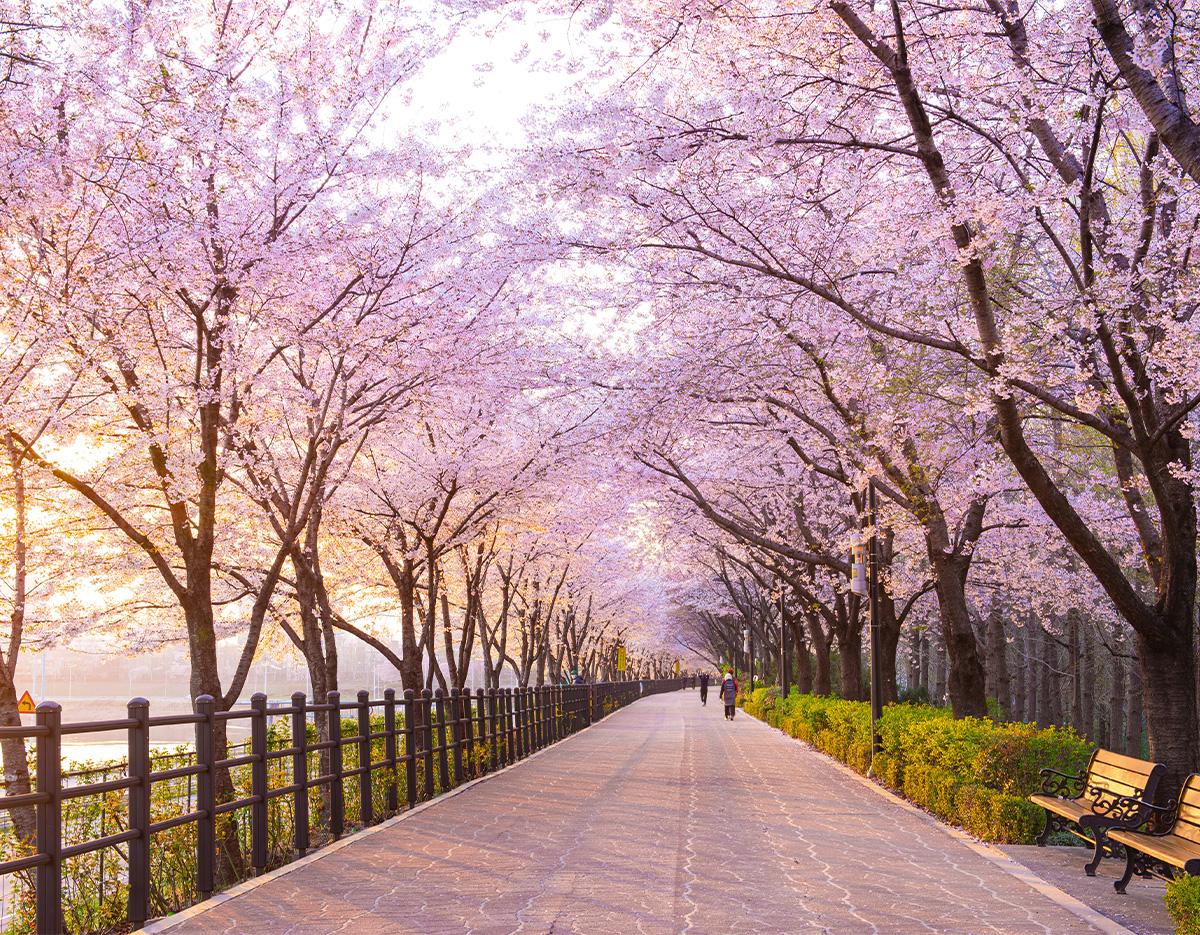 cherry blossom and spring flowers 