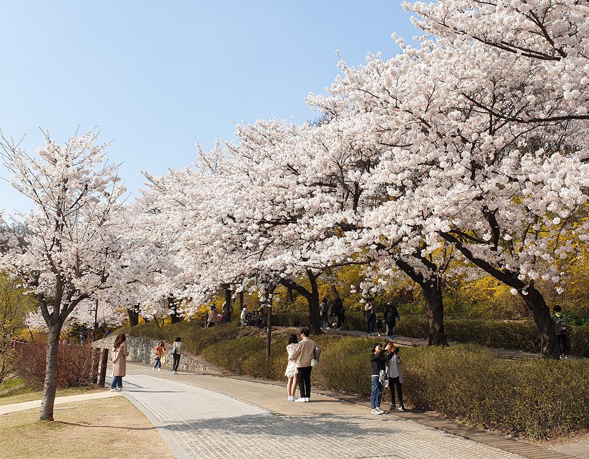 cherry blossom and spring flowers 