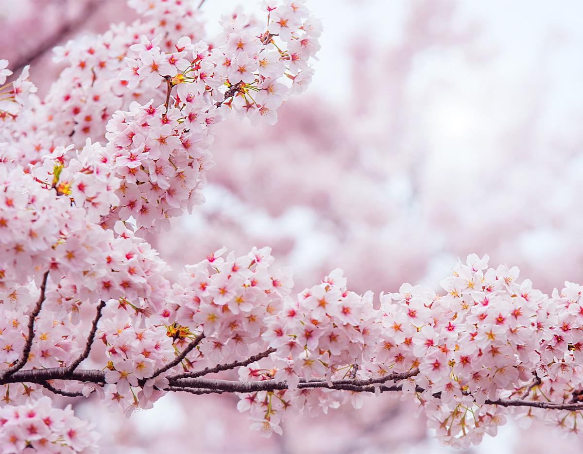 cherry blossom and spring flowers 
