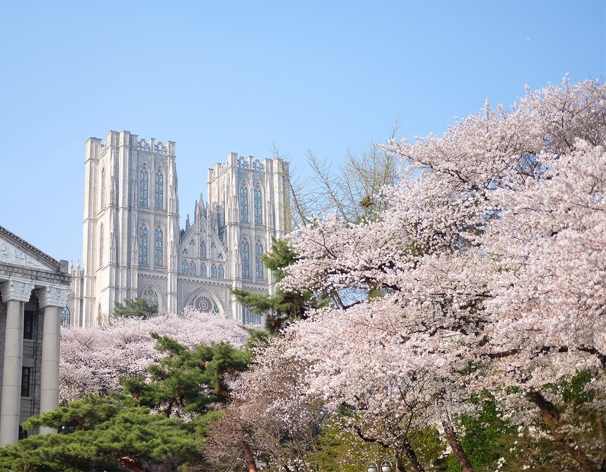 Cherry Blossom & Spring Flowers 