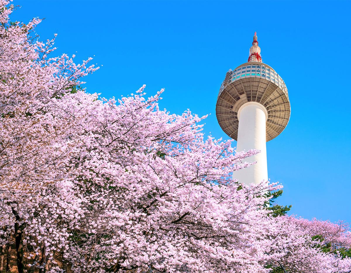 cherry blossom and spring flowers 
