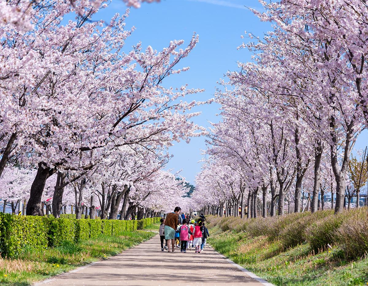 cherry blossom and spring flowers 