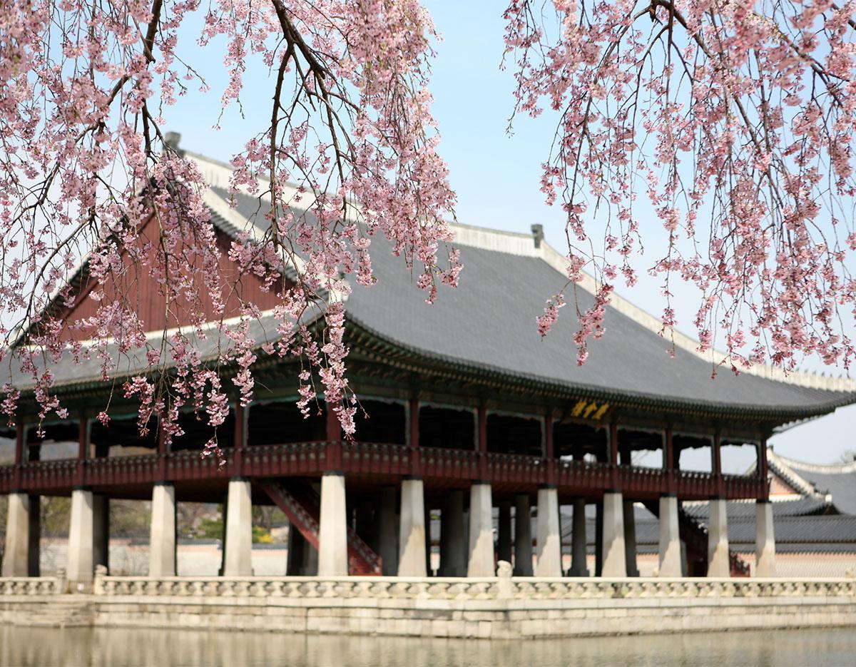 Cherry Blossom Random Tour
