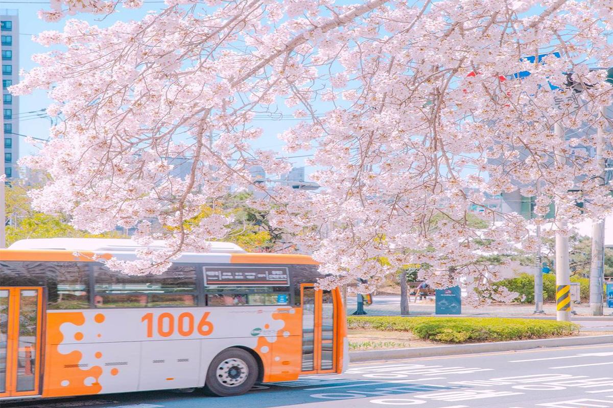 Busan Cherry Blossom Random Tour (Busan Departure)-image