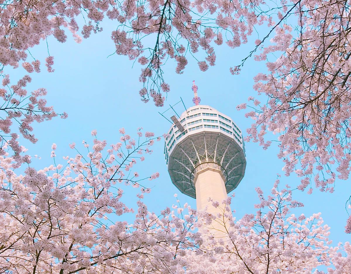 Cherry Blossom Random Tour