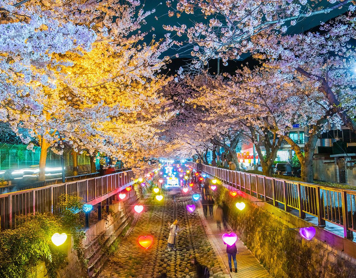 Jinhae Cherry Blossom Festival Jinhae Gunhangje Night One Day Tour
