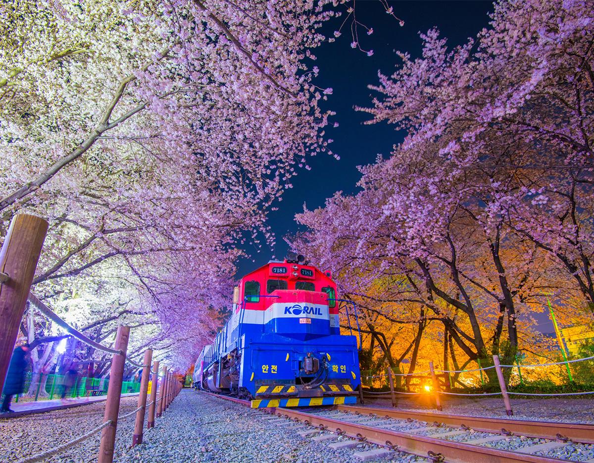 Jinhae Cherry Blossom Festival Jinhae Gunhangje Night One Day Tour