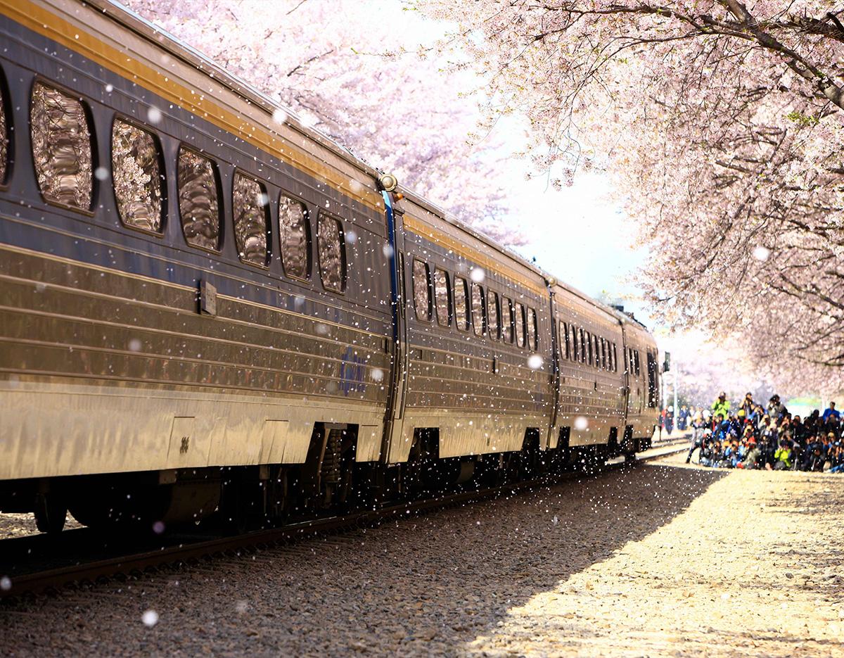 Jinhae Cherry Blossom Festival Jinhae Gunhangje Night One Day Tour