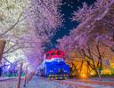 ทัวร์กลางคืน ชมเทศกาลดอกพ๊อตกด (ซากุระเกาหลี) ที่จังหวัดจินแฮ (ออกเดินทางจากปูซาน)