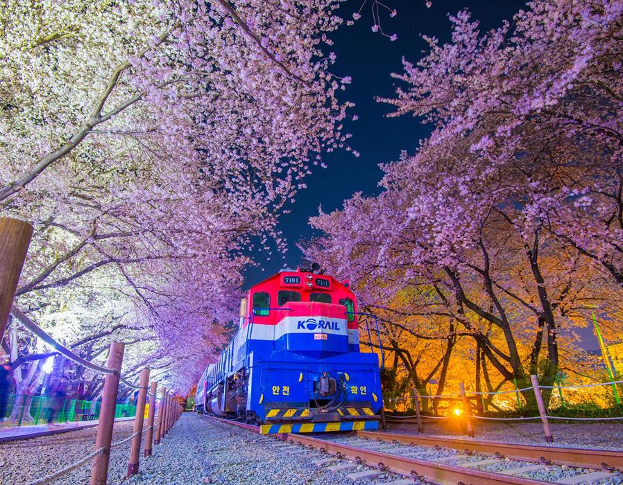 Jinhae Cherry Blossom Festival Night Tour Busan Departure Changwon/Korea (Creatrip)