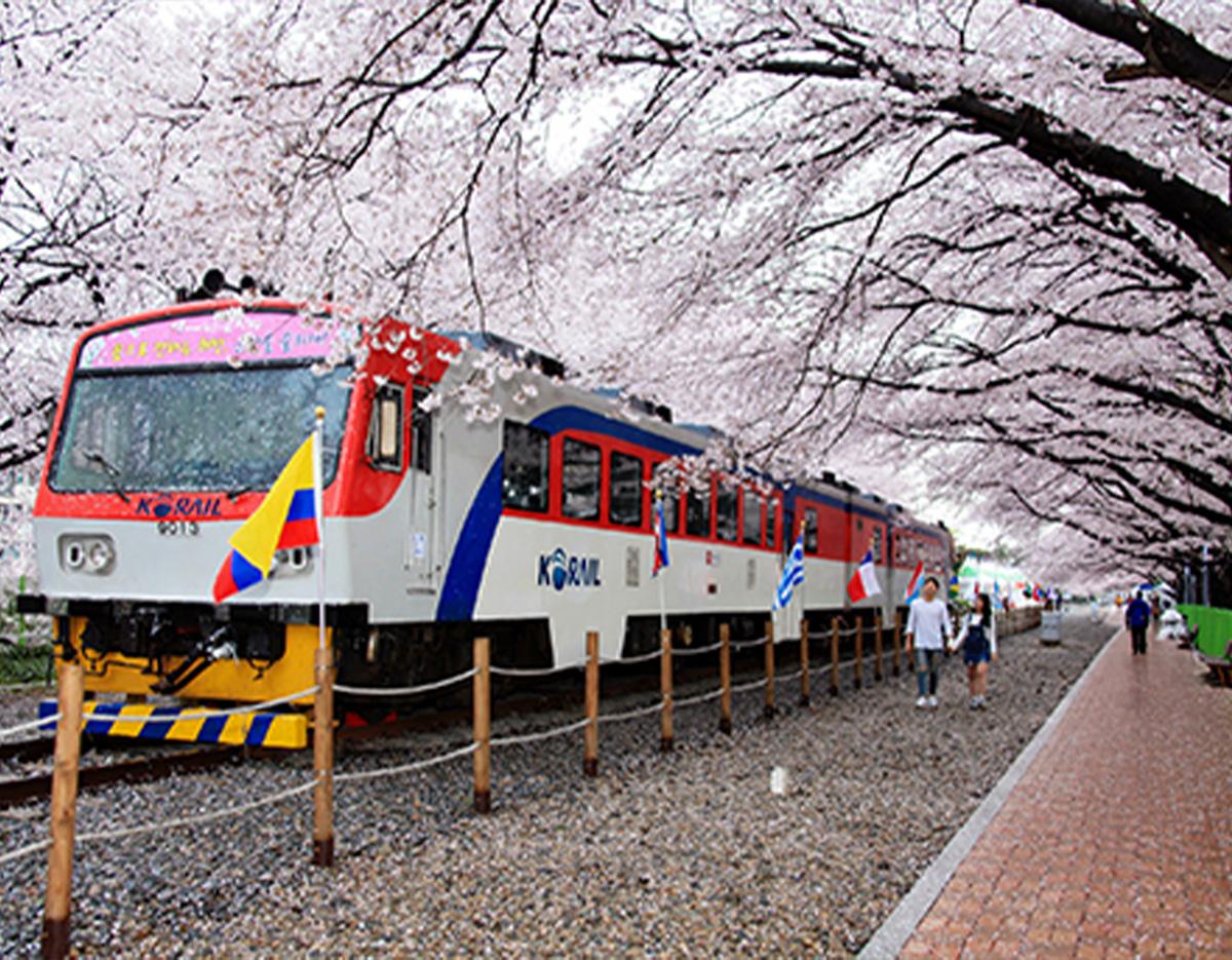 Jinhae Cherry Blossom Festival Jinhae Gunhangje Night One Day Tour